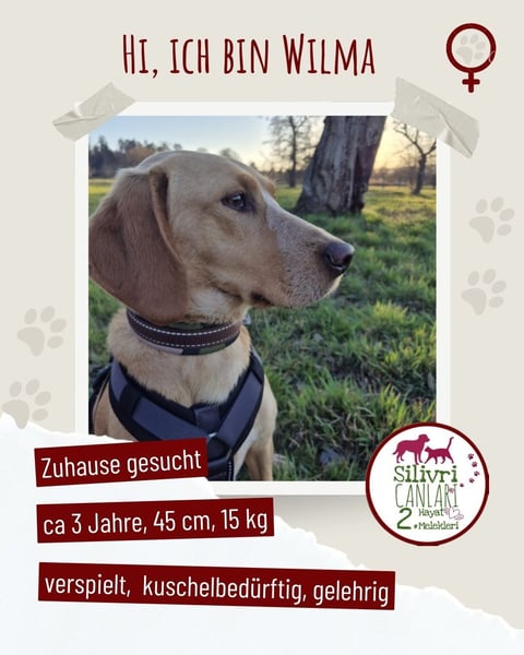 Schöne Wilma sucht ein Zuhause