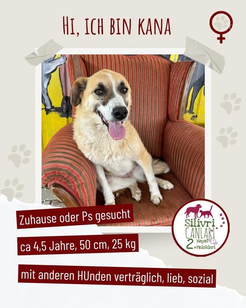 Jana sucht ein Zuhause oder eine Pflegestelle