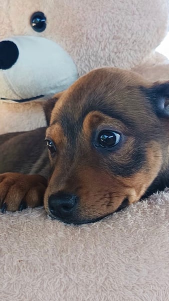 Gaia – ein Hundekind zum Verlieben