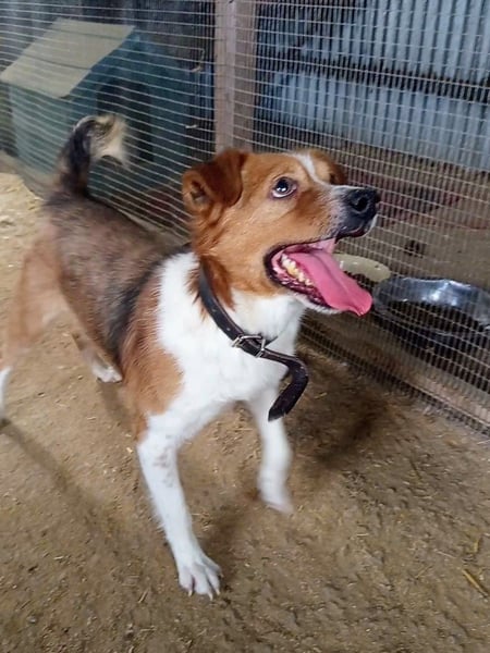 Mirko wünscht sich ein aktives Zuhause