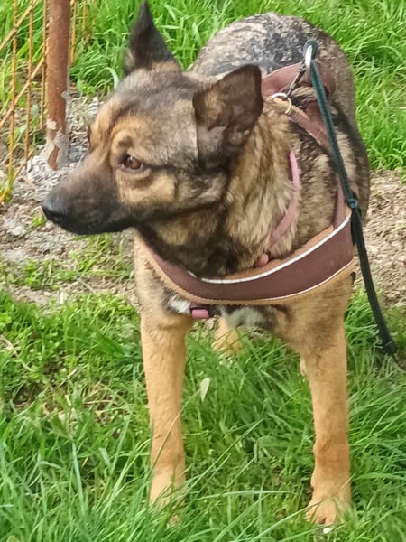 Zoey-die Anschmiegsame sucht Zuhause!