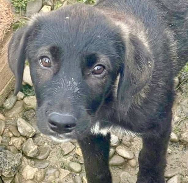 Smoothie - sanfter Bub sucht ruhiges Zuhause!