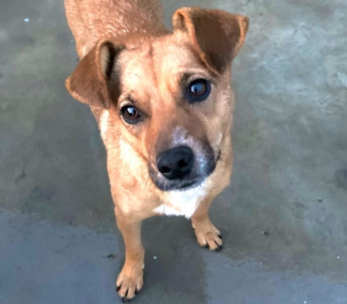 Elly - in Hamburg auf Pflegestelle