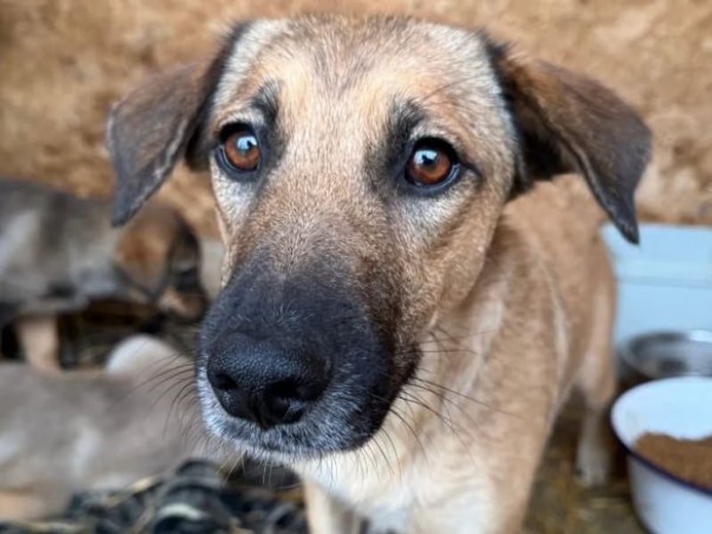 Frida - warmes Körbchen gesucht (deutschlandweit)