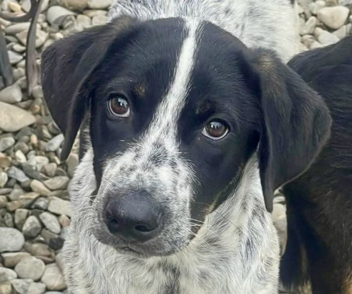 Sancho - tapferer Welpenbub