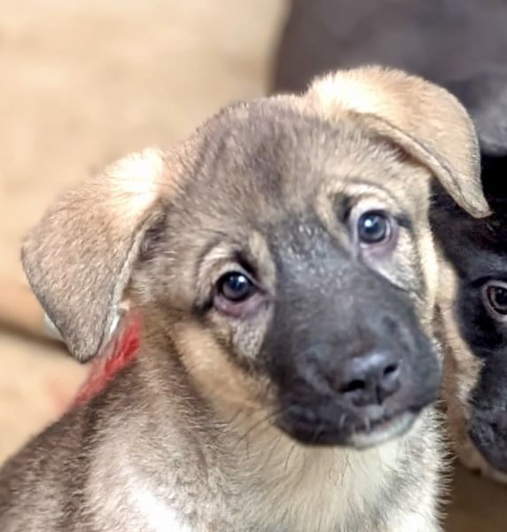 Welpenmädchen Abby sehnt sich nach ihrer Familie
