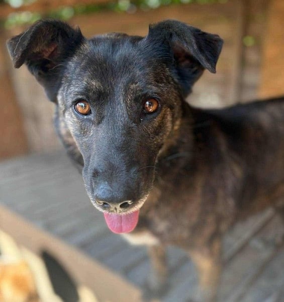 LOLA - Traumzuhause gesucht