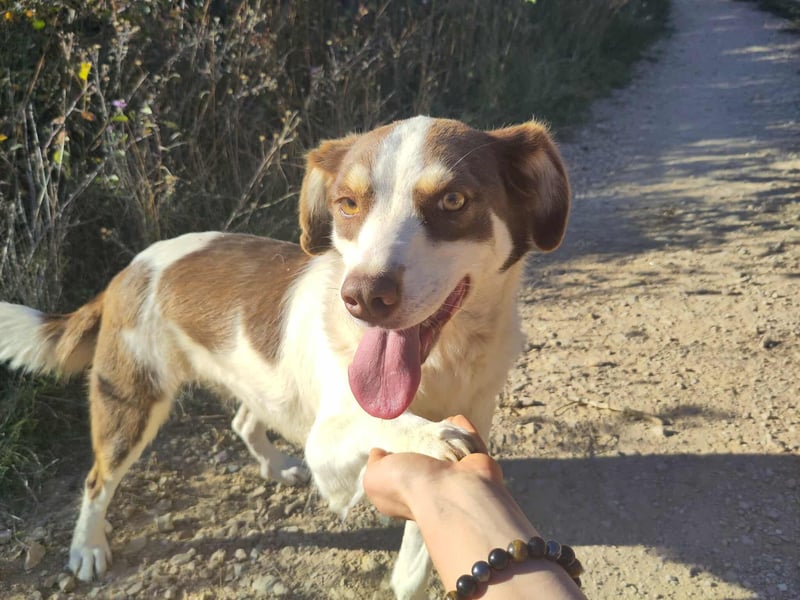 ELLA - eine tolle Freizeitpartnerin