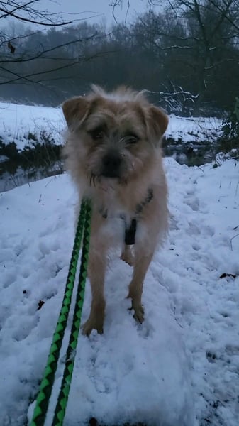 Peggy, kleiner, hübscher Wuschel sucht Familie