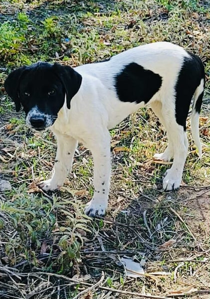 Skye - zarter mittelgroßer Bub