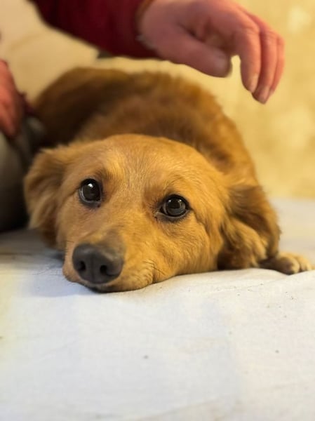 JARAH - welche einfühlsame Familie zeigt der schüchternen Maus, wie schön das Leben sein kann?