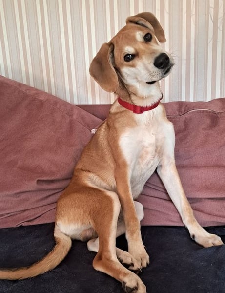 CHARLY - ich suche ein hundeerfahrenes Zuhause - am liebsten ohne Kinder!