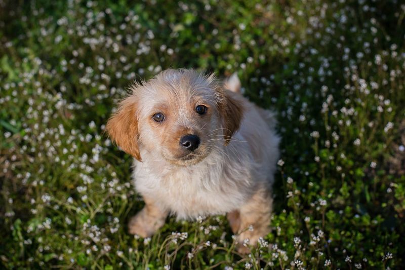 Welpe ULLI - schenkst du mir dein Herz und ein liebevolles Zuhause?