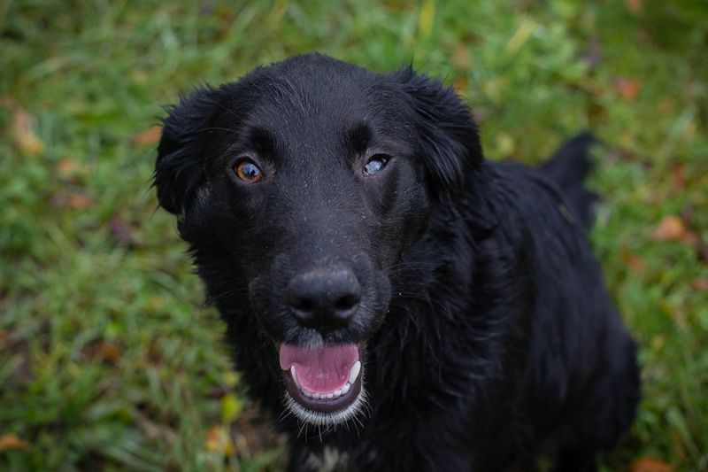 RONNY - kuscheln, lernen, spielen - wer schenkt mir sein Herz und ein Zuhause?