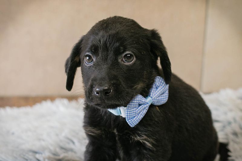 Welpe BAGHIRA - ich träume von tollen Erlebnissen mit meinen Menschen!