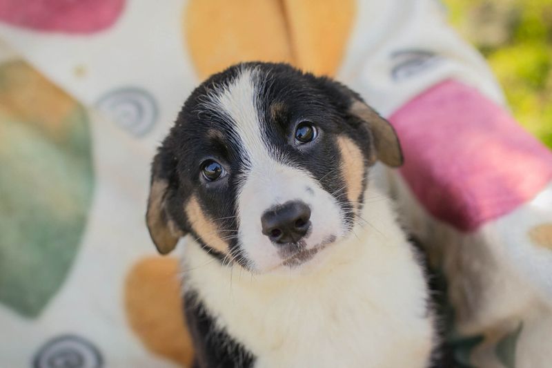 Welpe MIRCO - der kleine Schatz freut sich darauf, mit seinen Menschen die Welt zu entdecken!