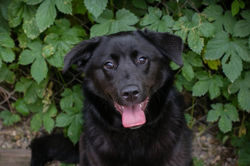 GITTA - die verspielte und unternehmungslustige Hündin möchte mit ihren Menschen die Welt entdecken