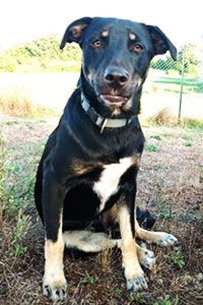 Conan sucht ein Zuhause