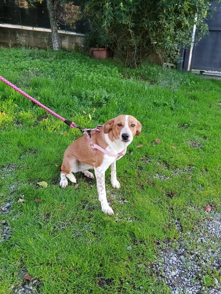 Xena – Junge Hündin sucht Ihr Vertrauen