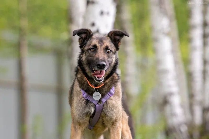 Verschmuste Birma sucht ihre Menschen