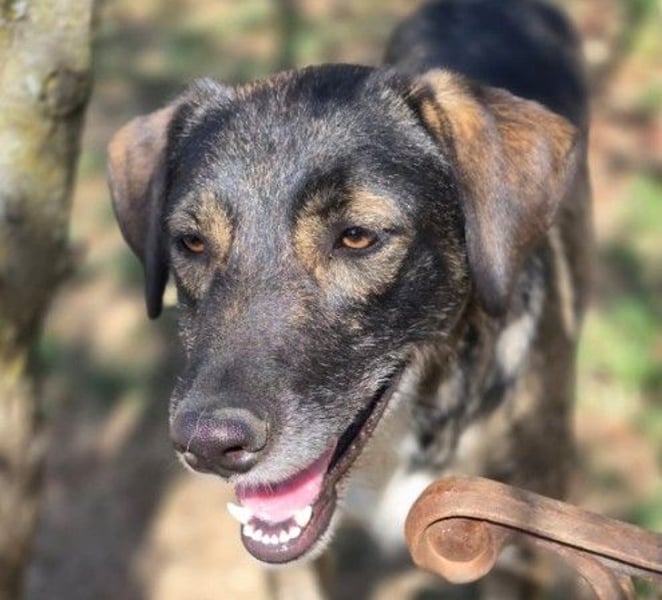 wunderschöne, freundliche Fawn sucht dringend ihre Menschen