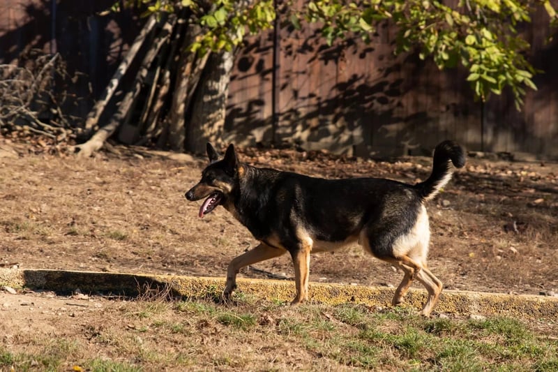 schüchterner Emil sucht