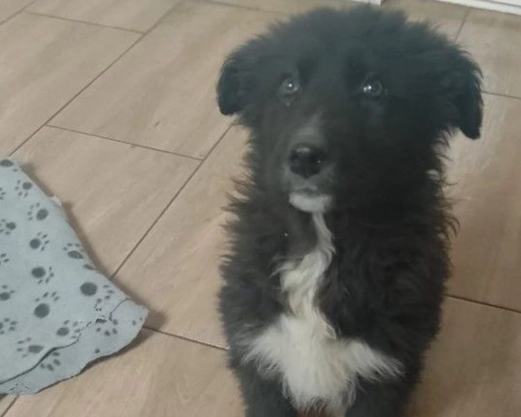 süßes, kleines Welpenmädchen 3 V