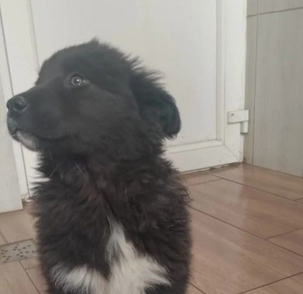 zauberhaftes, kleines Welpenmädchen 2 V