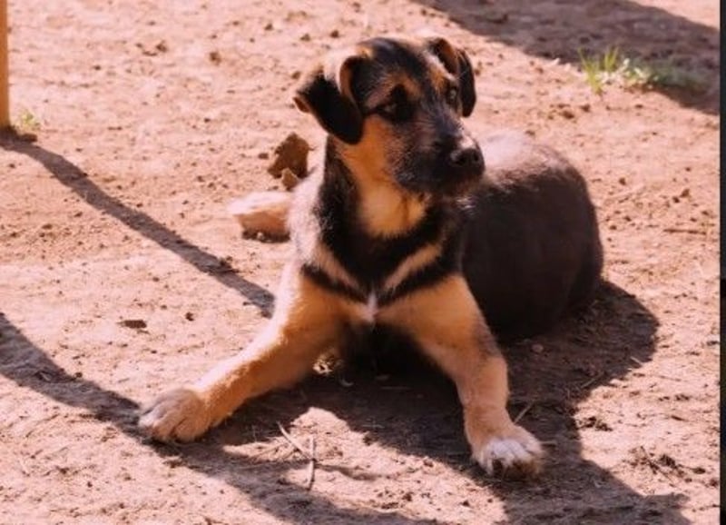 Zuckersüße, sanfte Yuna sucht ihre Herzensmenschen