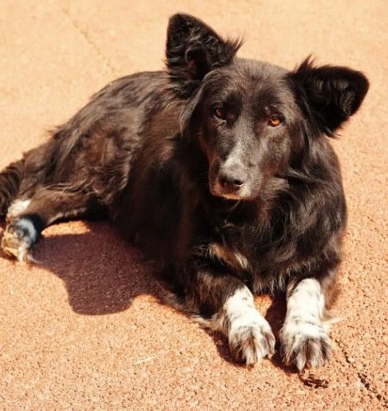 MINA - freundliche Hündin sucht ein liebevolles Zuhause