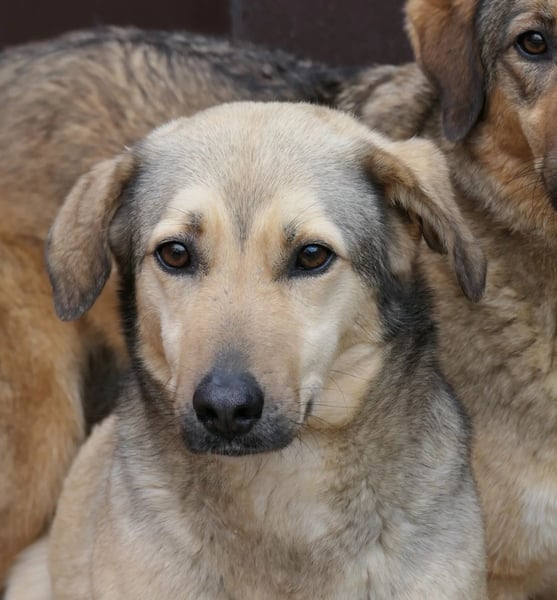 hübsche, schüchterne Laura sucht ihr Glück