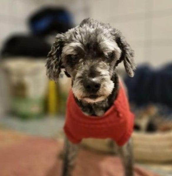 freundlicher Rocky sucht seine Familie