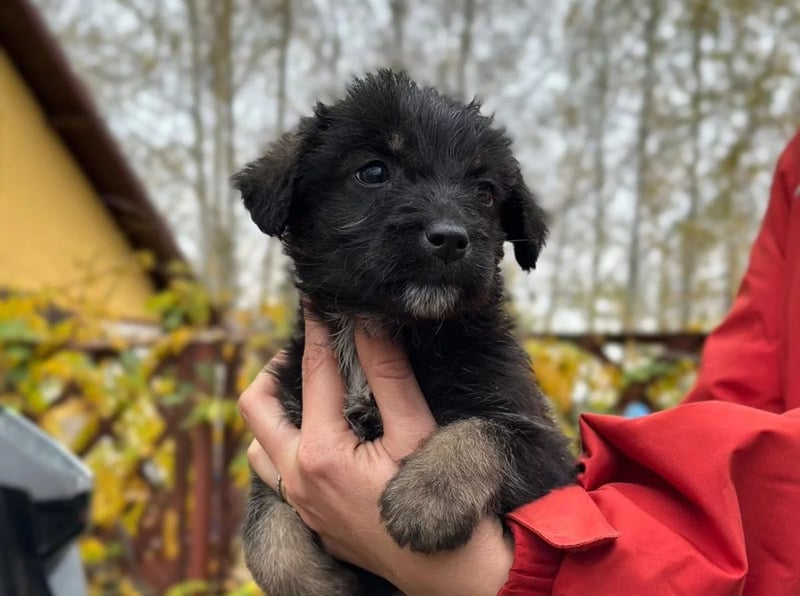 NED - süßer Welpenjunge sucht seine Familie