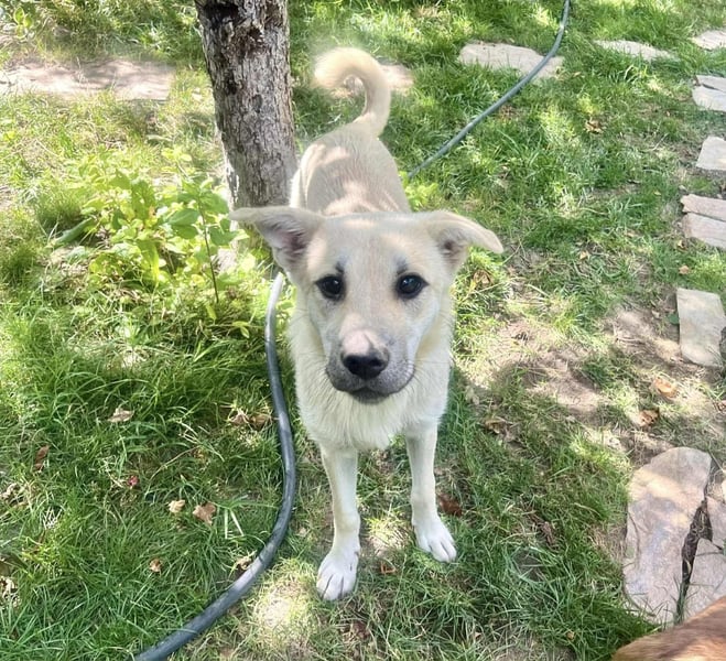 Mishi Junghund, verspielt for jeden Spaß zu haben.