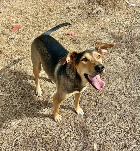 Kai – seine Freunde durften reisen… er wartet immer noch