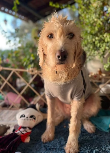 Anni - freundliches Wuschelmädchen