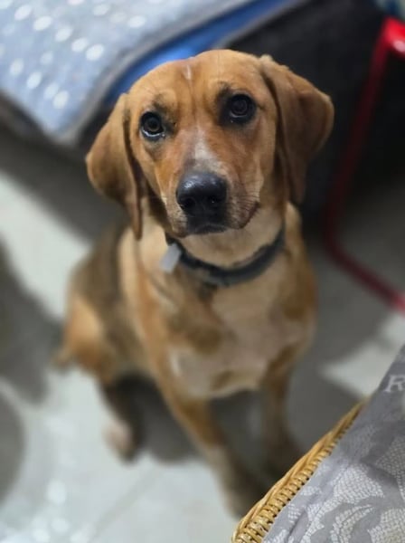 Teela – neugierige, soziale und freundliche Hündin