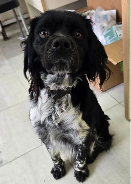 Brook – feiner Beobachter mit großem Herz