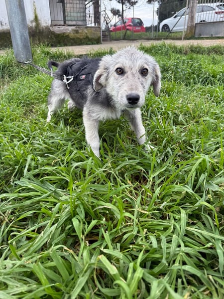 Hündin BELLI sucht ein liebevolles Zuhause