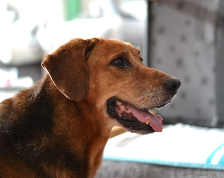 Perla Mischlingshündin ca. 8 Jahre alt in 34613 Schwalmstadt