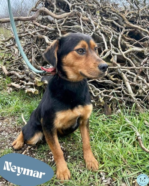 Neymar VA - sensibel, freundlich