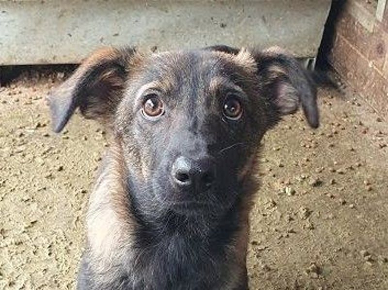 ♥ORLANDO♥ wunderschöner gestromter Jungrüde mit wundervollem Charakter 46 cm