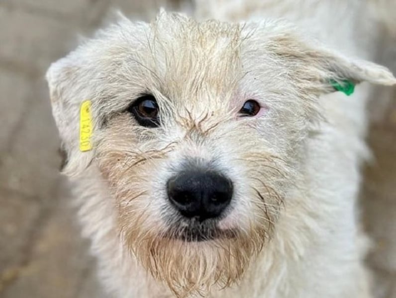 ♥KOKOS♥ süßer, ganz lieber und verschmuster Junghund, der ganz neu im Tierheim gelandet ist 40-45 cm