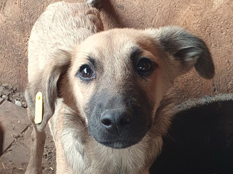 ♥LUKE♥ neu auf Pflegestelle bei Köln - süßer, charmanter, hübscher Bub 43cm (wachsend)