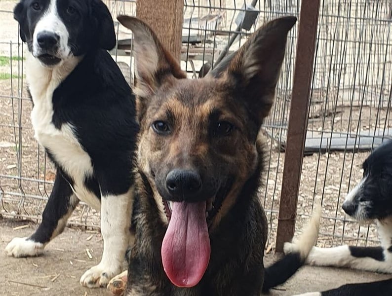 ♥DANA♥ sehr zutrauliche, aktive, schlanke Junghündin, die sich sehr nach Zuneigung sehnt 48 cm