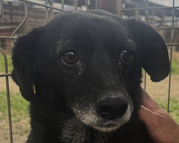 ♥TRUDI♥ süße, ruhige, zurückhaltende Hündin,die nicht auffallen will,um keine Probleme zu haben 47cm