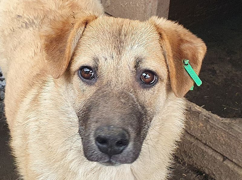 ♥ALESSIA♥ zuckersüße, ganz liebe Junghündin, die viel zu geben hat und kaum etwas erwartet 47 cm