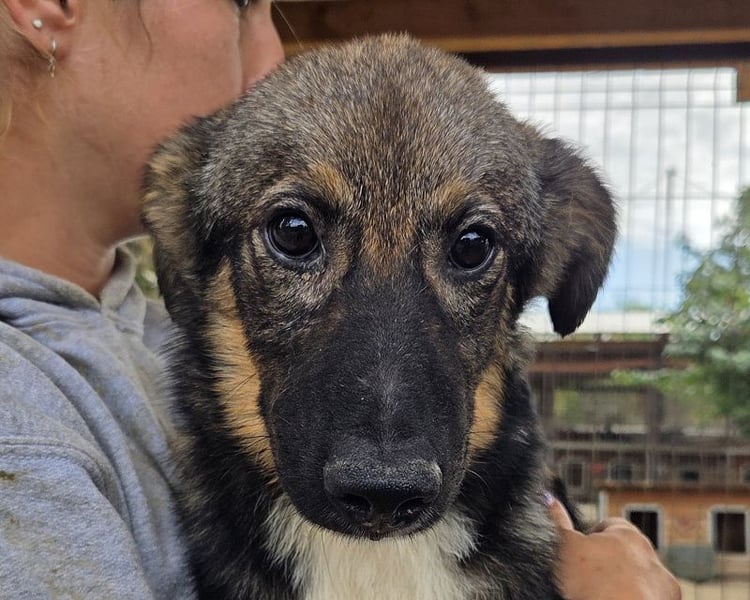 ♥CARINO♥ ganz süßer, lieber, nicht aufdringlicher und ruhiger Junior 48 cm