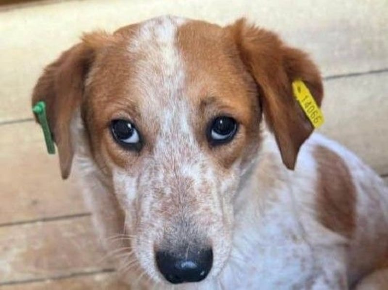 ♥LUZ♥ süße, noch zurückhaltende Junghündin mit wunderschöner Fellzeichnung 45 cm