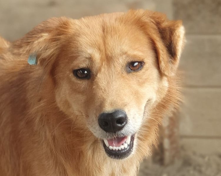 ♥MAIBLE♥ süße, so liebe, noch etwas zurückhaltende Hündin, die schon 4 Jahre im Tierheim wartet 50cm